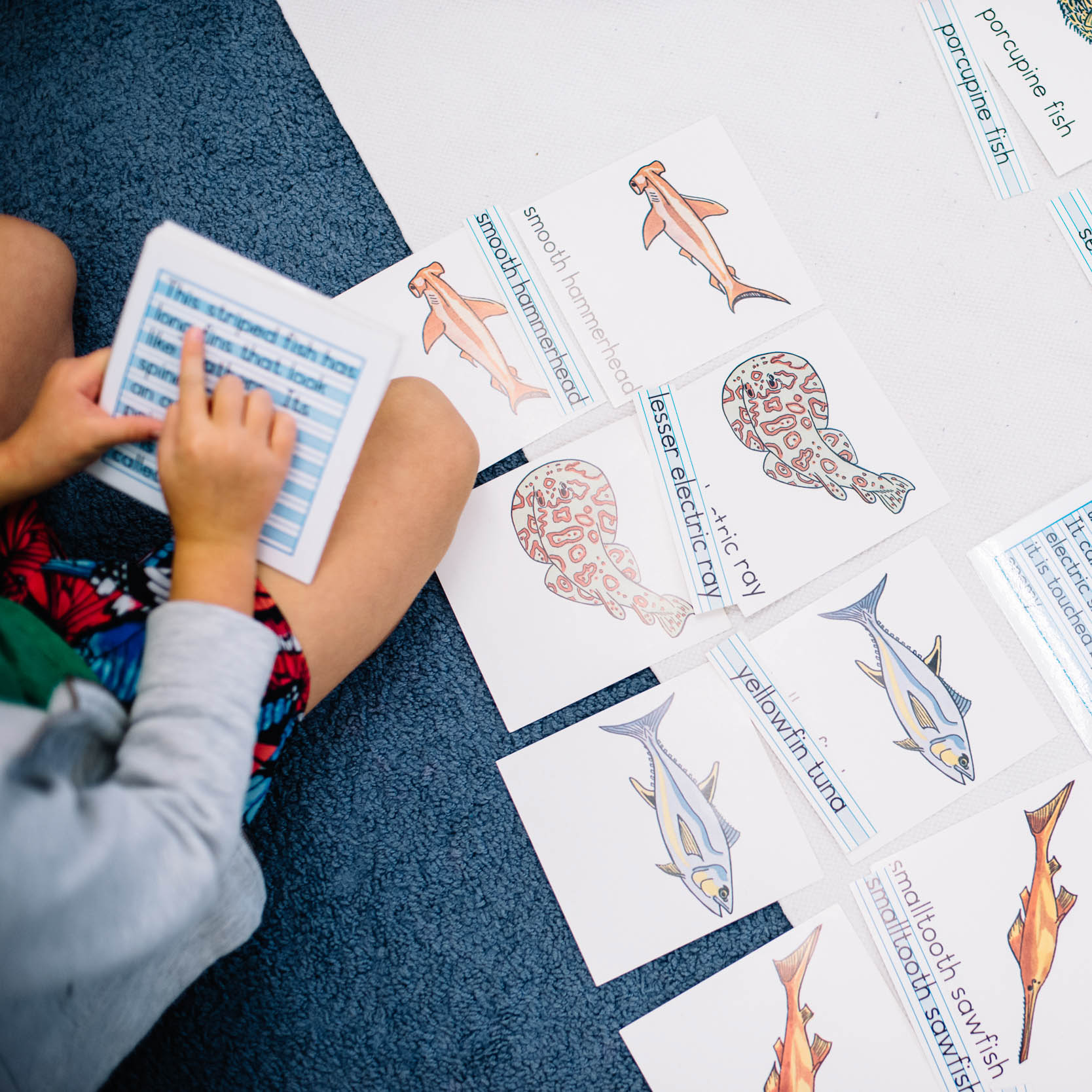 A young student studying flash cards with pictures of different kinds of fish.